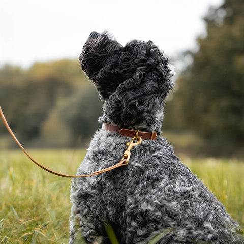 Leather Dog Collar - Conker Brown