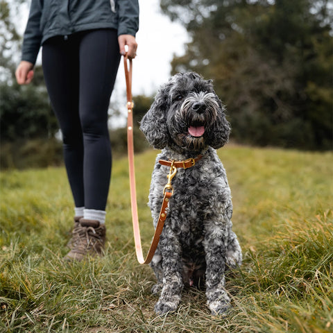leather dog leash for all dogs