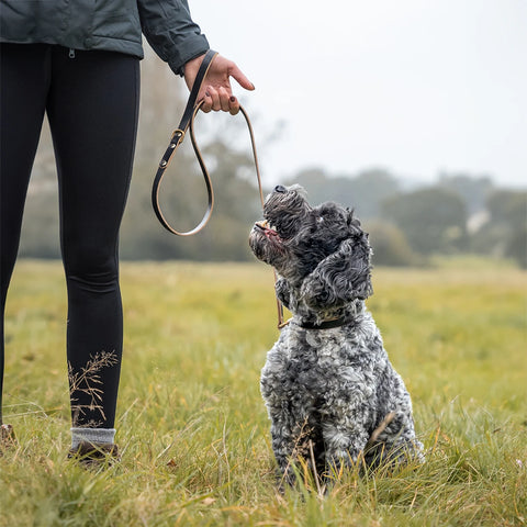 black leather dog leash for dogs