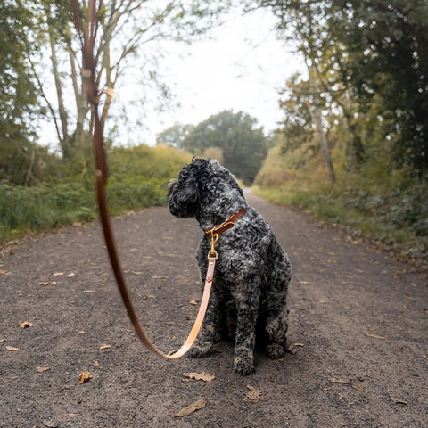 Leather Dog Collar - Conker Brown