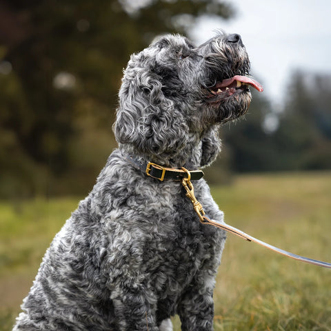 black leather dog collar for spaniel