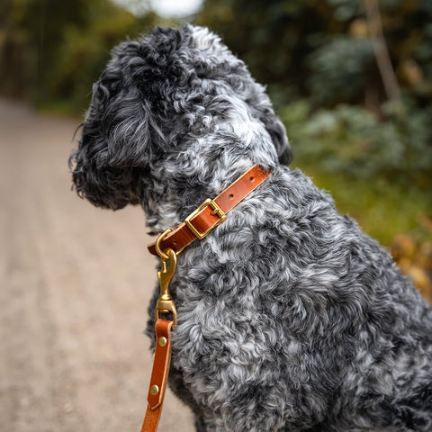 light brown collar for dogs
